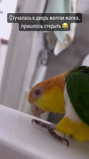 Cute and Funny Bird Videos Compilation