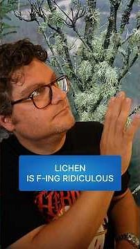 Lichen is ridiculous