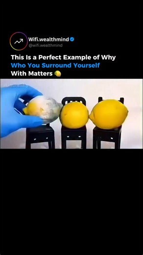 MOTIVATION | BUSINESS | DISCIPLINE on Instagram: "Ever notice how one small influence can change everything around it? In this fascinating time-lapse, three lemons sit side by side — two fresh, one already moldy. Over 52 days, the decay spreads slowly but surely, until all three are covered in green and white fungus. It’s a perfect example of how one small factor can quietly affect everything nearby. On the surface, it’s biology — mold spreads through airborne spores in close, humid conditions. 