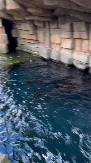 Frangipani (@frangipani_weiss)’s videos with Originalton - Frangipani