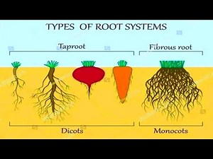 What Are Roots?|| Types of Roots||7 Types of Roots||Taproot and Fibrous Root||Helpful for kids