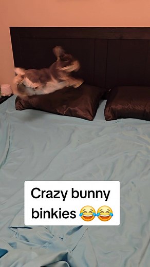 Crazy Bunny Binkies: Hilarious Jumping and Zooming Compilation