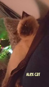 47K views · 324 reactions | #cat #babysong #babyvideo | أغاني أطفال Baby songs | Facebook