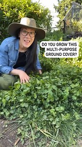 "Do you grow clover in your garden? It’s a really fantastic ground cover and lawn-alternative suitable for many sites 🍀 Most clovers are perennials e.g. white clover, red clover and some are hardy annuals (like crimson clover) that are used as succulent cover crops for tilling into the soil. I grow all three in my garden and they always look amazing when in flower. Top benefits of having clover in your garden: 🌿 Nitrogen fixing: as a member of the Fabaceae (pea) family, clover has the ability 