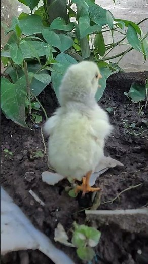 baby chick 🐣🐤 #shorts