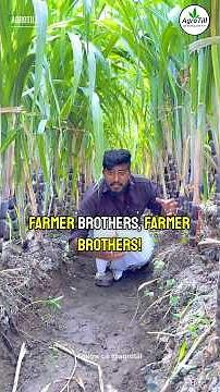 TSP for Healthy Crop Growth | Balanced nutrition, healthier soil🌾 #tspfertilizer