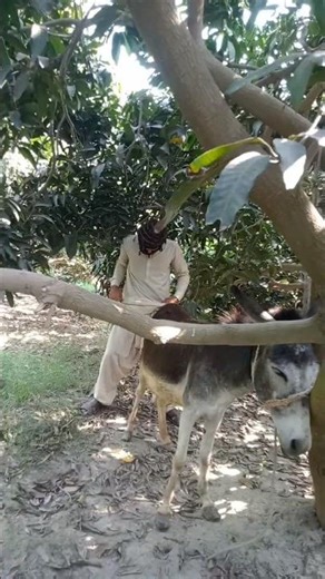 Donkey Got Angry 😱 Man Had No Chance!