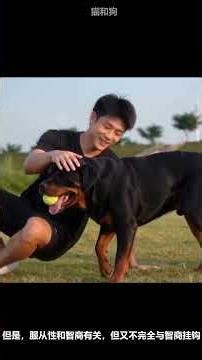 The Two Titans: Similarities and Differences Between the Cane Corso and Rottweiler (Part 2) #Cane...