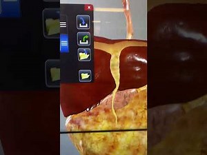 Anatomage Table: How to Use Presets