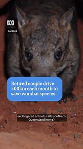 For a month every year, retirees Ron and Glenys Moore drive 500km to help save one of the world's rarest animals—the critically endangered northern hairy-nosed wombat. 🐾 ​ Twelve years ago, this dedicated couple joined a team of volunteers working to save these wombats from extinction. In the 1980s, only 35 northern hairy-nosed wombats remained in the wild. Thanks to ongoing conservation efforts, that number has now grown to around 400. ​ By Tobi Loftus and Peter Quattrocelli via ABC Landline ​