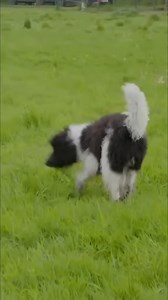 Watch a woman spend quality time with her dog, observing its playful behavior and enjoying scenes of the dog running and sniffing around. A truly heartwarming connection. #ItsMeOrTheDog #Dogs #DogBehavior #DogRunning #DogSniffing #PlayfulDog #Heartwarming | Me Or The Dog