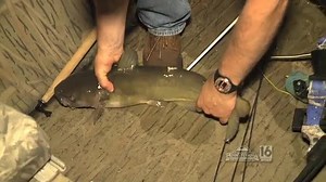 Susquehanna River Bowfishing #2