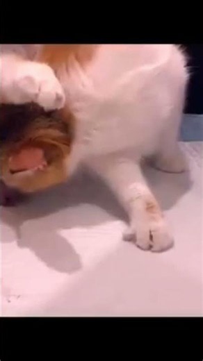 Cat Gives Birth to Healthy Kittens | Emotional Full Delivery Video 🐱❤️ | Real Cat Birth #kitten