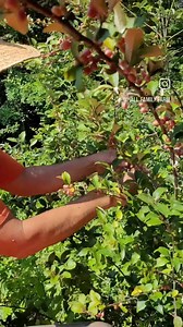 4.9K views · 63 reactions | We found a new wild edible plant on the...