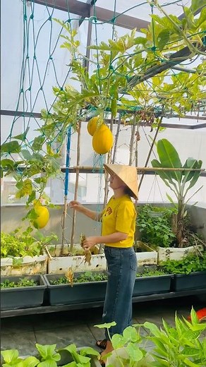 Thu hoạch dưa lưới sân thượng #vườnrausânthượng #dua
