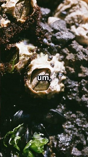 The Bizarre World of A Keyhole Limpet