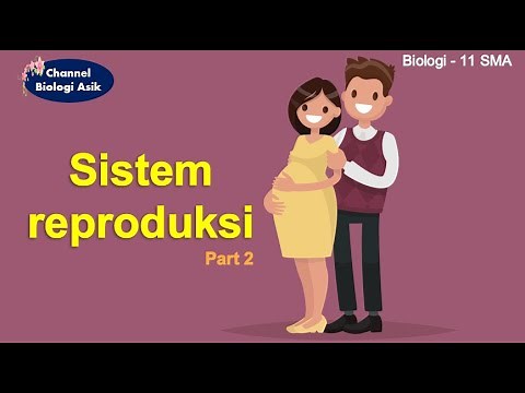 Sistem reproduksi manusia part 2 - Biologi kelas 11 SMA