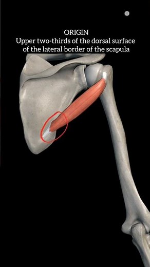 Teres minor muscle anatomy