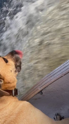 13 reactions | What a hard working dog | Vika Ryabov | Facebook