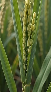 From Dry Soil to Golden Rice #RiceGrowth #RiceFarming #PlantGrowth #Nature