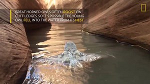 Check out this rare video of a swimming great horned owl, filmed by hikers in Lake Powell (via National Geographic) | Fun Fact Science with Kovi