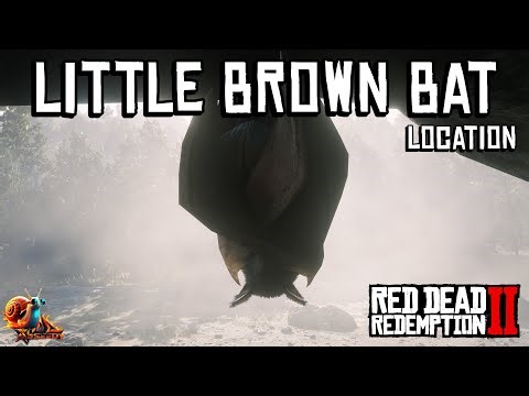 Little Brown Bat Location - Red Dead Redemption 2
