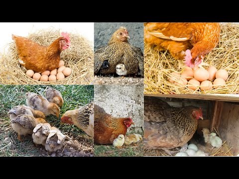 Pâques-Le cycle de vie de la poule 🐣 Vidéo éducative spéciale Pâques !