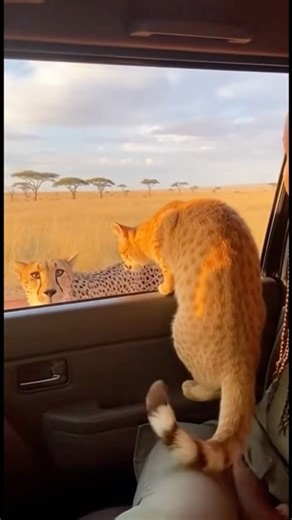 DO NOT Open Windows in Africa! My cat is crazy 🚫🐆