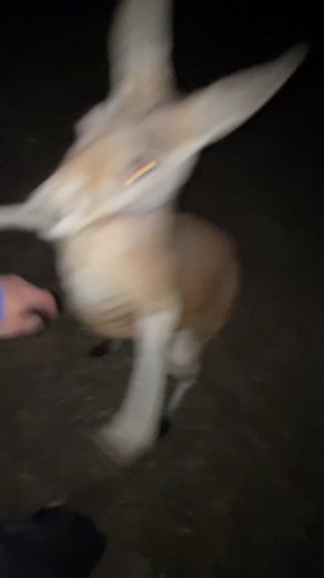 How to Defend Yourself Against a Kangaroo | Urban Rescue Ranch