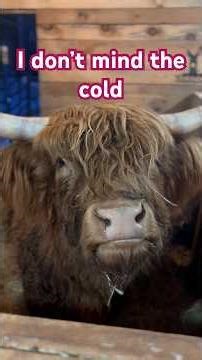 Highland cow is built for this weather. #subscribe