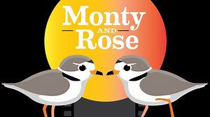 Chicago’s One Earth Film Fest Features Flick About City’s Beloved Pair of Piping Plovers