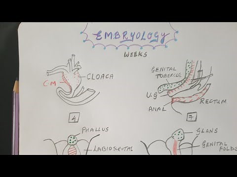 Hypospadias - Embryology