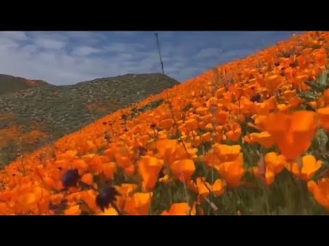 Dazzling superbloom in the Antelope Valley