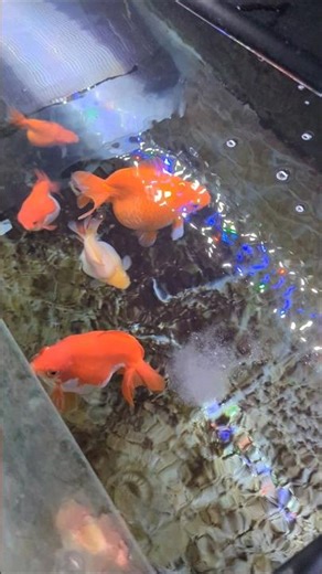 Use dechlorinator when doing your water changes on your goldfish tank #animals #goldfish #aquarium