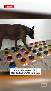 212K views · 3K reactions | In 2019, we met Stella the dog. The smart canine was able to tell you exactly what she wanted just by putting her foot down. | Inside Edition | Facebook