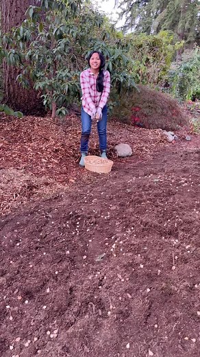 Planting a Bulb Lawn with Flowerbulbs.com - Tips and Inspiration!