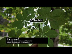 Horse chestnut | Aesculus hippocastanum