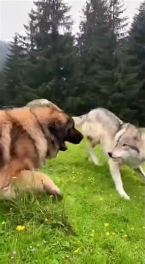 Leonberger: Guardian of the Black Forest