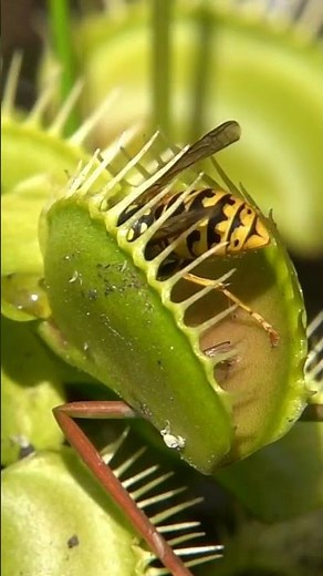 Venusfliegenfalle fängt Wespe