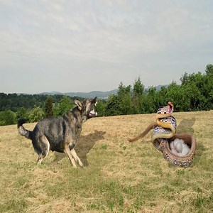 394K views · 481 reactions | Dog Vs Snake - Smart Snake Plays Dead and Escape from my dogs | Cute Snake TV | Facebook