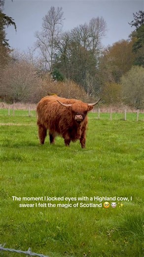 POV: you finally meet a Highland cow in the Scottish Highlands and suddenly understand why everyone falls in love with Scotland 🏔️🤎 Pure magic. #Scotland #ScottishHighlands #HighlandCow #CoosOfScotland #TravelTikTok