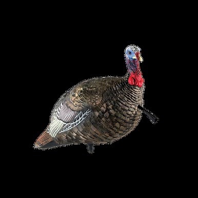 LCD Quarter-Strut Jake