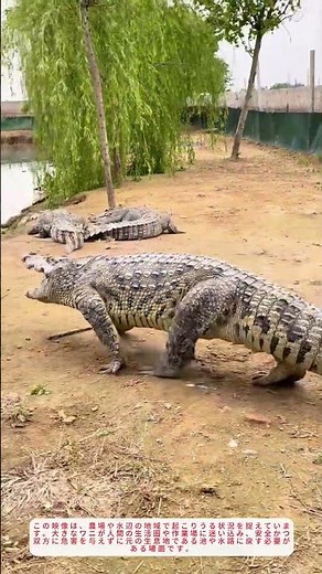 ワニを安全に誘導する方法｜池への戻し方テクニック【野生動物対策】