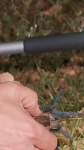 Blue tarantula goes for the BITE! #tarantula #asia #spider #bravewilderness | Brave Wilderness