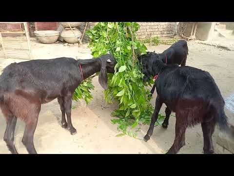 🐐🔥 Hungry Goat Eating Leaves Like Crazy! Must Watch