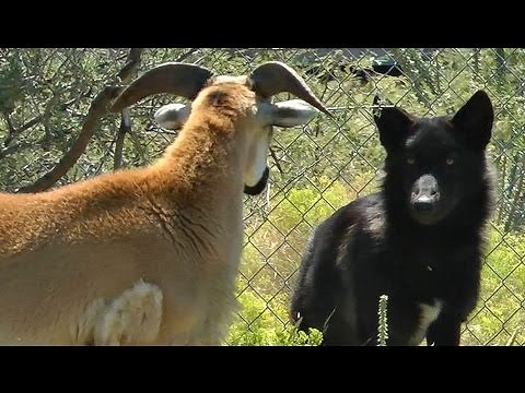 What happens when a young wolf meets a sheep? Learning hunting tactics...
