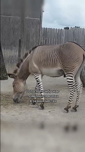A zebroid is a hybrid of a horse and a zebra.