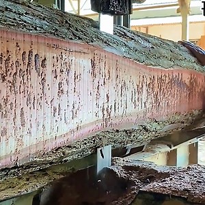 108K views · 829 reactions | Watch as solid mahogany logs are skillfully sawn into beautiful planks. Every cut reveals the natural grain and rich color of the wood — a true showcase of craftsmanship and passion for woodworking. | Herox7 | Facebook