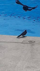 This little friend is taking a bath in the pool at Grand BAHIA PRINCIPE TULUM. | Grand Bahia Principe All In One