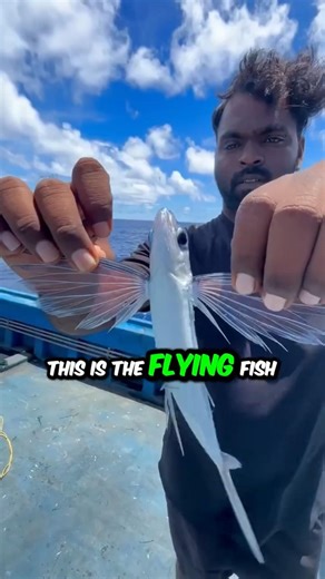 This Fish Can Fly
